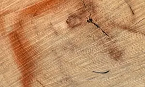 Ciemne plamy na drewnie, widoczne na przekroju pnia, tworzą ciekawe wzory.