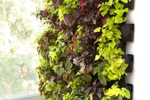 Żywe, zielone ściany w kuchni tworzą naturalną oazę. Rośliny pnące o liściach w odcieniach zieleni i purpury tworzą gęsty dywan.