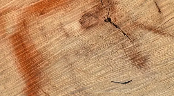 Ciemne plamy na drewnie, widoczne na przekroju pnia, tworzą ciekawe wzory.