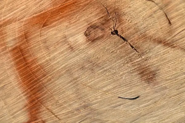 Ciemne plamy na drewnie, widoczne na przekroju pnia, tworzą ciekawe wzory.